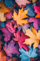Obraz premium Colorful Autumn Maple Leaves in Shades of Red, Yellow, and Blue 