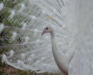 Closeup of a white peacock with spread feathers