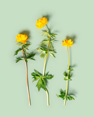Bright Yellow spring flowers on pastel green background, top view fresh blooming wild peonies or trollius close up wildflowers minimal trend floral flat lay, vivid color blossoms as spring poster