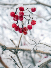 red frozen viburnum berries covered with snow