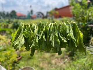 A bunch of freshly harvested mustard greens hanging to dry on a clothesline