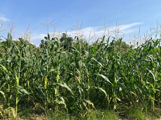 Field of corn