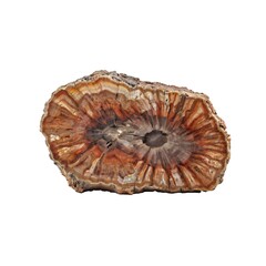 Isolated Cross Section of Polished Petrified Wood Showcasing Detailed Growth Rings