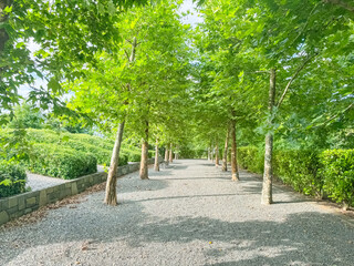 Path of trees in urban industrial office area in Auckland, New Zealand.