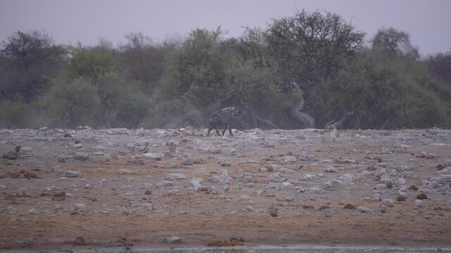 Hyena walking near a waterhole in the Etosha National Park in Namibia, Africa.