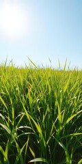Obraz premium Vibrant and refreshing lush green grass meadow under bright sunlight, vibrant, horizontal