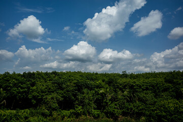 Fototapeta premium Blue sky with beautiful clouds and vast green trees in a tropical country
