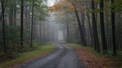 Naklejka premium A winding road through a misty forest in autumn, showcasing nature's tranquility and beauty.