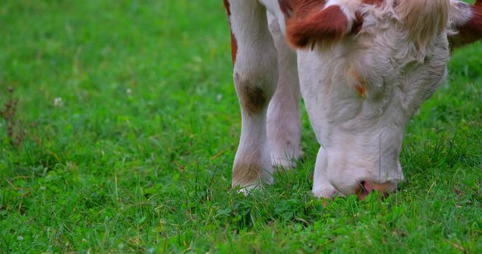 A harmonious farm setting capturing a peacefully grazing cow with its nose buried in the lush, vivid green pasture, highlighting its unique coat pattern in close-up.