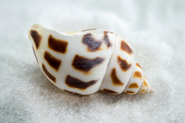 A close-up of a Leopard Volute shell on a white sand