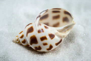 A close-up of a Leopard Volute shell on a white sand