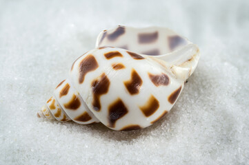 A close-up of a Leopard Volute shell on a white sand