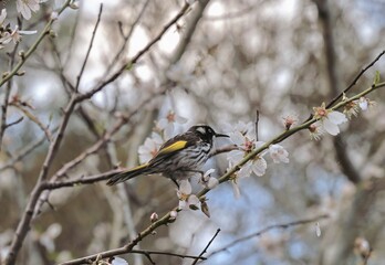 Australian honeyeater perched in a tree in Western Australia