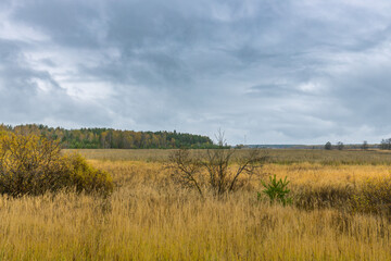 A field of tall grass with a cloudy sky in the background