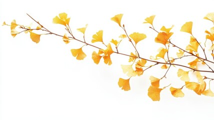 Obraz premium Watercolor hand drawn of autumn trees,red maple tree on white background,hand drawn watercolor vector illustration,Autumn forest path,Ginkgo biloba foliage in fall forest.