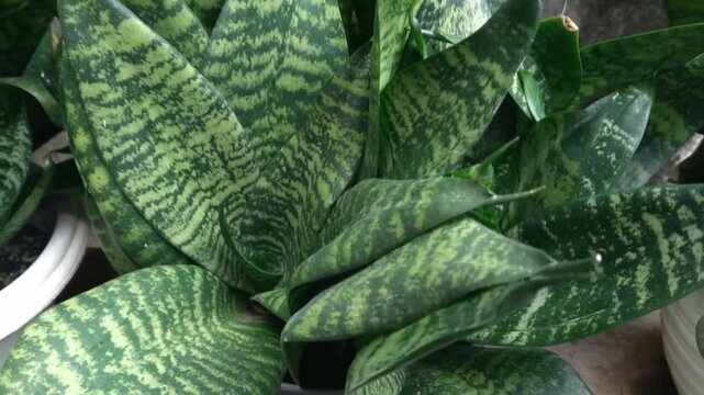 Sansevieria zeylanica or bowstring hemp is a snake plant, sturdy and hard, vividly green with gorgeous leaf stripes. It has the ability to purify the air around.