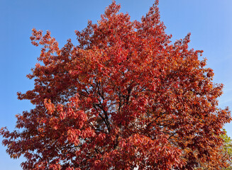 Oak tree in autumn in Romania