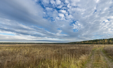 Fototapeta premium A field of tall grass with a cloudy sky in the background