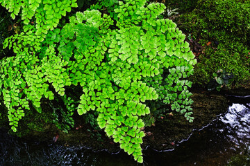 Maidenhair fern Adiantum Capillus Veneris  close up with rock and water