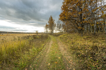 A road in a field with trees and leaves on the ground