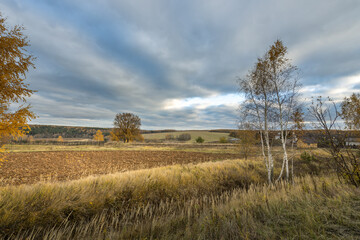A field of grass with a cloudy sky in the background