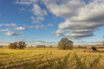 Obraz premium A field of tall grass with a few trees in the background