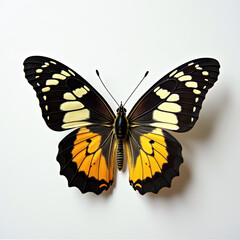Obraz premium A butterfly on a white background.