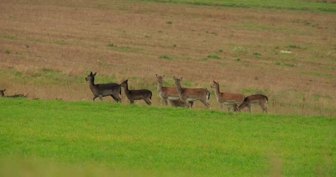 A serene scene of a group of graceful deer grazing peacefully in a verdant green field with a backdrop of dry, earthy tones of late summer or early autumn.
