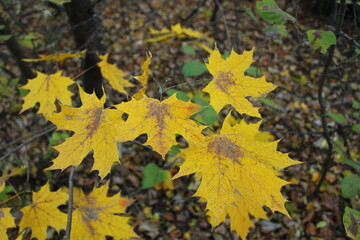 Yellow leaves adorn the branches of a small tree, creating an autumnal atmosphere.

