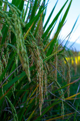 Close-up of rice grains in a green rice field with bright blue sky and sunlight.