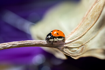 Detail macro shot of ladybug on a branch