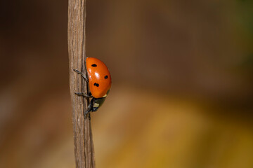 Detail macro shot of ladybug on a branch