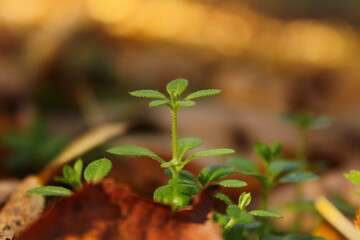 A small green plant, delicate and fresh, with tender leaves reaching upwards.


