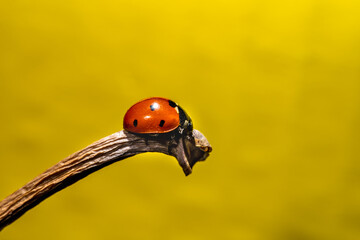 Detail macro shot of ladybug on a branch