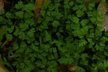 Green young grass, fresh and vibrant, with delicate blades stretching towards the light.

