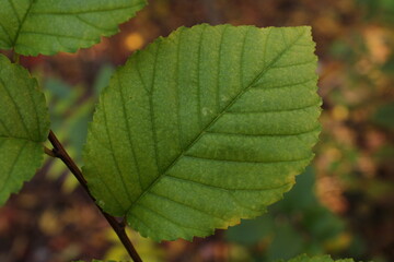 A green leaf with visible veins, showcasing its natural texture and detailed structure.

