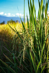 Close-up of rice grains in a green rice field with bright blue sky and sunlight.