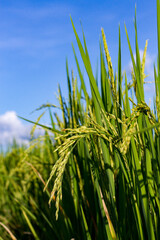 Close-up of rice grains in a green rice field with bright blue sky and sunlight.