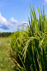 Close-up of rice grains in a green rice field with bright blue sky and sunlight.