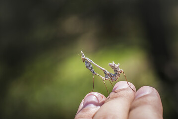 Praying Mantis macro detail shot