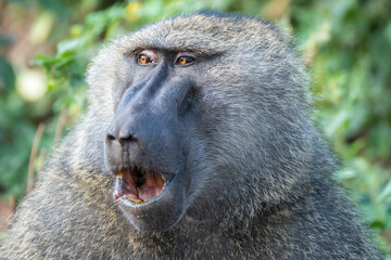 Obraz premium This is a closeup image of a baboons, Lake Manyara National Park, Tanzania