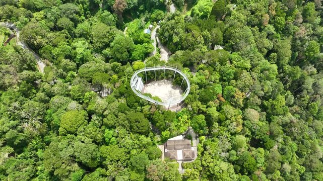Penang hill's curtis crest treetop walk surrounded by lush tropical forest canopy, aerial view