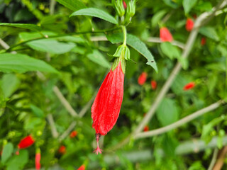 Sleeping Wax Mallow, A Popular Ornamental Plant for Attracting Butterflies and Hummingbirds.