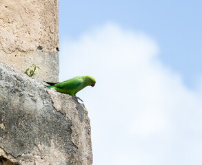 A parrot sitting on the walls of Golconda Fort, Hyderabad