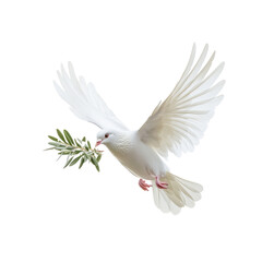 White dove with an olive branch, symbolizing peace. © Pangestu