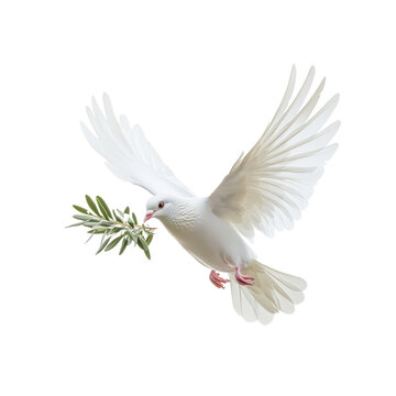 recommend clip art: White dove with an olive branch, symbolizing peace.
