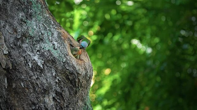 Red-breasted Parakeet Feeding Its Babies In A Tree Cavity - Close Up