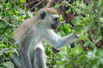 Mandrill, lat. Mandrillus sphinx, Lake Manyara National Park, Tanzania