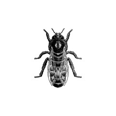 Honey Bee hand drawing vector isolated on background.