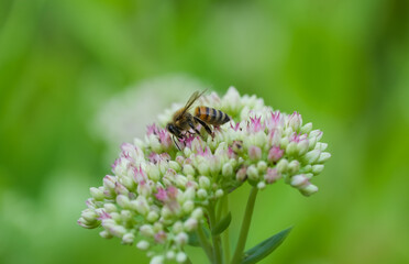 A bee collects nectar on the flower of a sedum, insect close-up against a green background.
